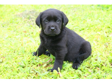 ������� ������������ ������