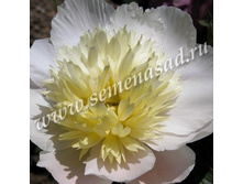 ���� ���������.jpg