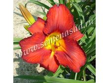 �������� �������.jpg