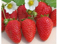 ��������� ����� ���� 55,5 ���.jpg