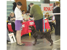 ����, ������ ������