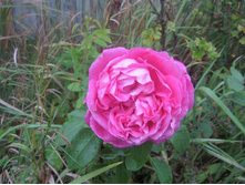 ���� ���� ��� Paul Neyron?