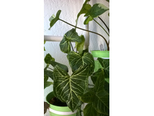 ��������� Golden Venation