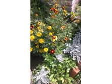 ������ 2015�.