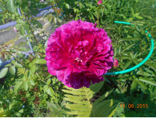 DSCN0737.JPG