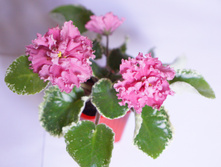 �������� ���