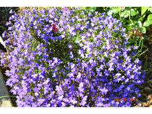 ������ �������