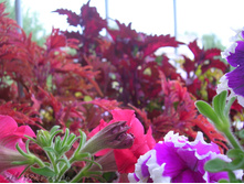 DSCN4334.JPG
