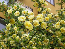 �������(��)