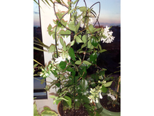 ��� ������