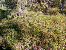 IMG 20150819 124527.jpg