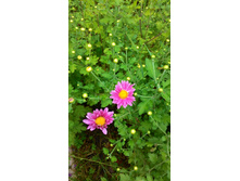 ����������, 70 �.