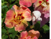 ��. Coral Babylon 9,25.jpg