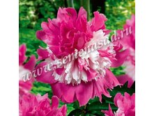 ���� ���������.jpg