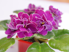 ��- ����� �����