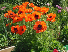 ��� ��������� 120