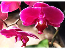 Pink-orchids-1372025.jpg