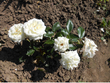 �� ������.JPG