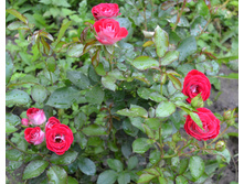 DSC 0776.JPG