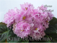 ���� ���������� (����)