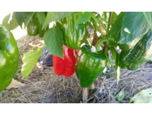 IMG 20150810 121614.jpg