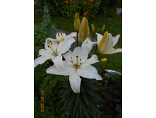 DSCN0990.JPG