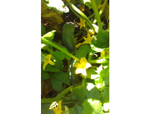 ������ 2015�.