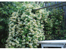 ��������� ��������� ����� 110