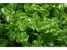 ���� �������� 50�