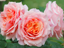 Roses-1371953.jpg