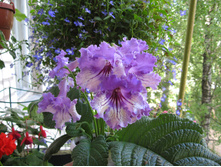 ������������� DS-����