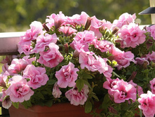 ������� ��������