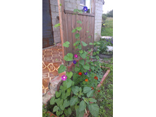 ������ 2015�.