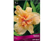 �������� ���� ����.jpg