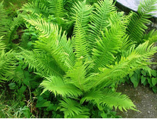 ��������� ������������.100