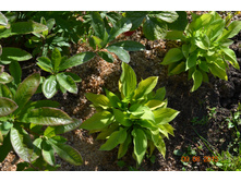 ������ ��������.