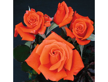 Living Daylights.jpg