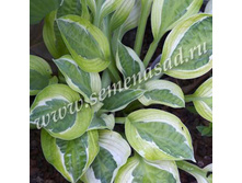 ����� ����� �����.jpg