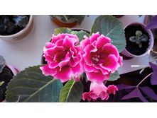 ��������� ������-������� �������� (��� ��)