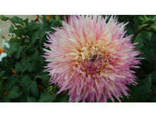 №12 ��������� ��������.jpg