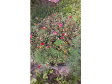 ������ 2015�.