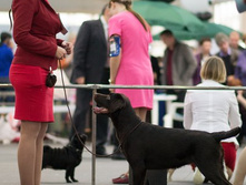 ����, ���� ������� ������ (������)