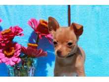 �.� �������