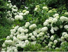 ��������� �����������.140\180