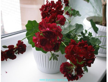 ���������� tomgirl