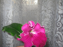 IMG 4482.JPG
