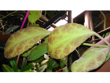 Hoya waymaniae - ���� �������- ������ �� ������ ...