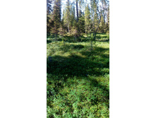 IMG 20150819 125019.jpg