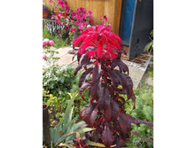 ����� �������� ���� ���� ��������