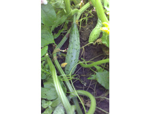 ������ 2015�.